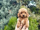Tedy Face Toy Poodle