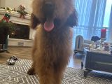 Dev Goldendoodle Orjinal Multigen Yavrular