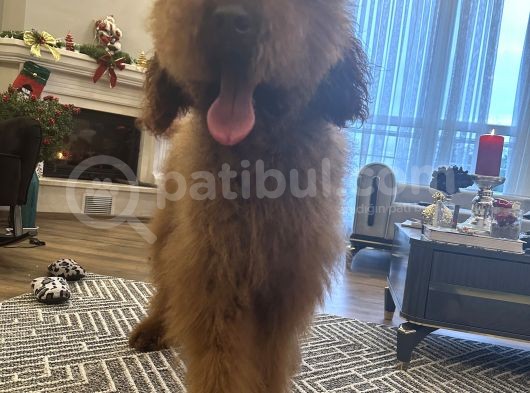 Dev Goldendoodle Orjinal Multigen Yavrular görsel