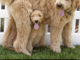 Dev goldendoodle Orjinal multigen yavrular