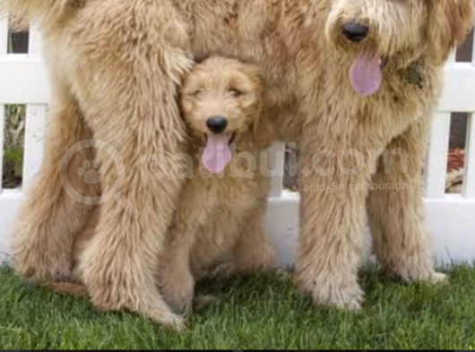 Dev Goldendoodle Orjinal Multigen Yavrular