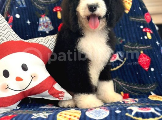 Bernedoodle Multigen Amerikan Gen Nadir Irk