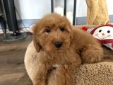 Labradoodle Red Brown Türkiyede Tek Üst Kalite Yavrular