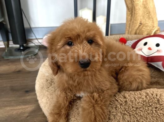 Labradoodle Red Brown Türkiyede Tek Üst Kalite Yavrular görsel