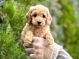 Fawn Toy Poodle