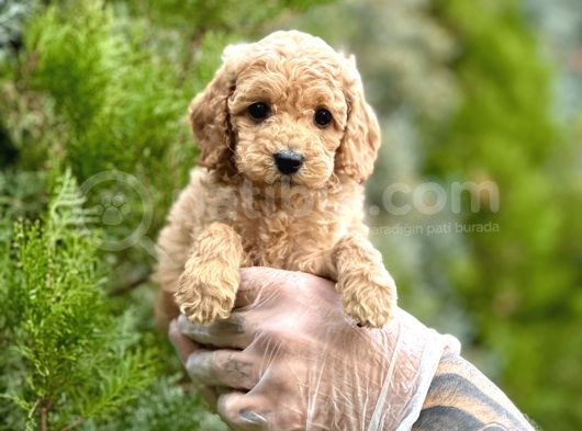Fawn Toy Poodle görsel
