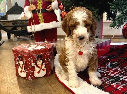 Dev Labradoodle Dünyanın En Nadir Renklerinden Particolour görsel
