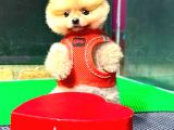 Orange Di̇şi̇ Pomerani̇an