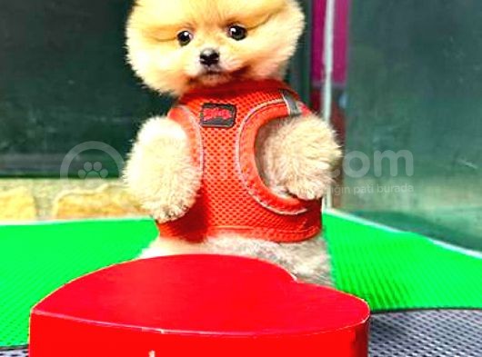 Orange Di̇şi̇ Pomerani̇an görsel