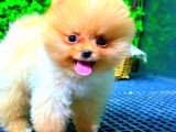 TEDDY BEAR ÜST KALİTE POMERANİAN