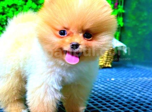Teddy Bear Üst Kali̇te Pomerani̇an