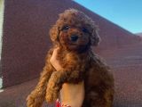 RED BROWN TOY POODLE YAVRULAR