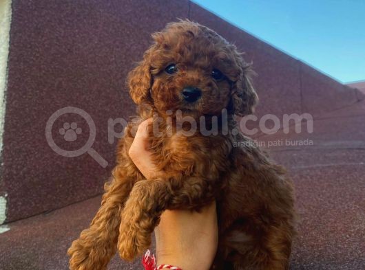 Red Brown Toy Poodle Yavrular