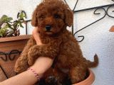 RED BROWN YAVRULAR