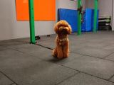 Red Brown Toy Poodle Anne Altından Yavrular