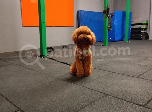Red Brown Toy Poodle Anne Altından Yavrular