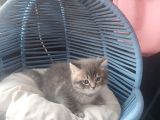 British Shorthair Erkek Yavru