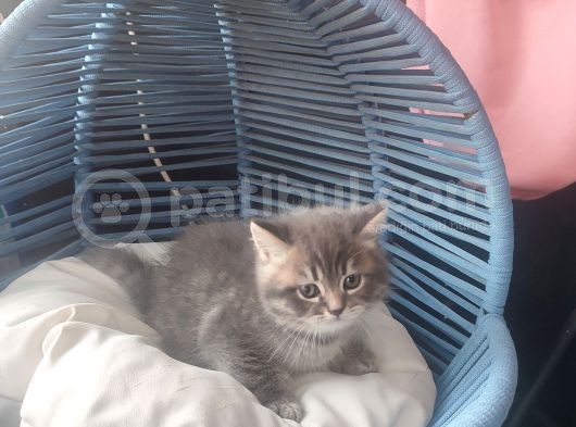 British Shorthair Erkek Yavru görsel