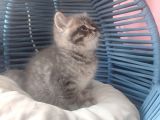 British Shorthair Erkek Yavru