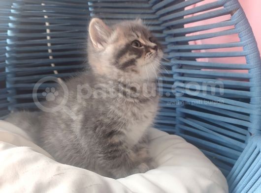 British Shorthair Erkek Yavru görsel