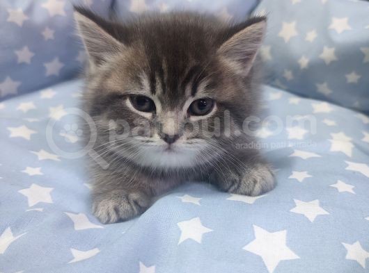 British Shorthair Erkek Yavru görsel