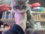 British Shorthair Erkek Yavru