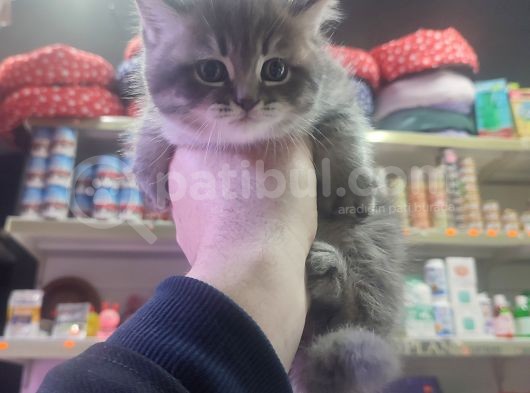 British Shorthair Erkek Yavru görsel