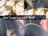 british shorthair Erkek yavru
