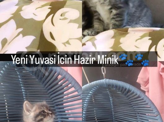 British Shorthair Erkek Yavru