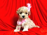 Safkan Maltipoo Yavrularımız