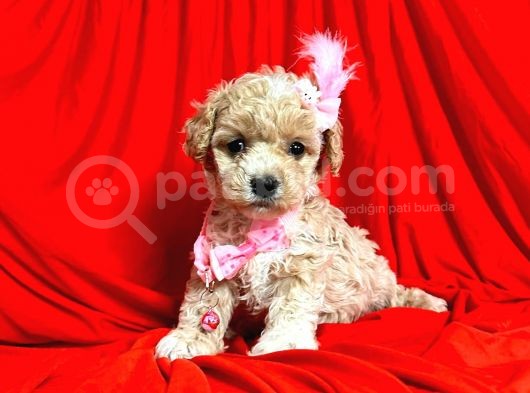 Safkan Maltipoo Yavrularımız görsel