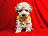 Safkan Maltipoo Yavrularımız