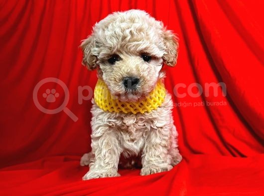 Safkan Maltipoo Yavrularımız görsel