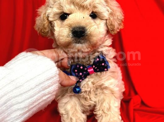 Safkan Maltipoo Yavrularımız