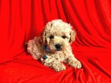 Safkan Maltipoo Yavrularımız