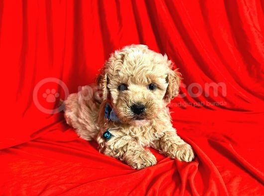 Safkan Maltipoo Yavrularımız görsel