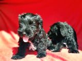Irk Ve Sağlik Garanti̇si̇yle Mi̇nyatür Schnauzer Yavrular