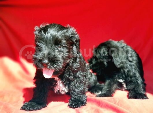 Irk Ve Sağlik Garanti̇si̇yle Mi̇nyatür Schnauzer Yavrular görsel