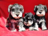 IRK VE SAĞLIK GARANTİSİYLE MİNYATÜR SCHNAUZER YAVRULAR