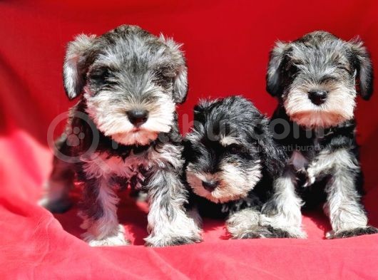 Irk Ve Sağlik Garanti̇si̇yle Mi̇nyatür Schnauzer Yavrular