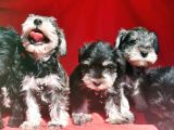 Irk Ve Sağlik Garanti̇si̇yle Mi̇nyatür Schnauzer Yavrular