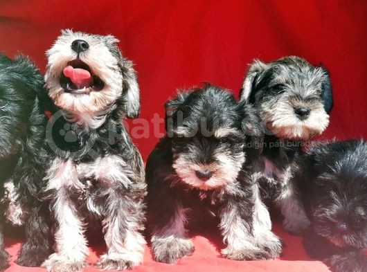 Irk Ve Sağlik Garanti̇si̇yle Mi̇nyatür Schnauzer Yavrular görsel