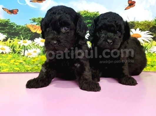 Ruhsatli Üreti̇m Çi̇ftli̇ği̇nden Si̇yah Toy Poodle Yavrular görsel