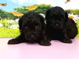 Ruhsatli Üreti̇m Çi̇ftli̇ği̇nden Si̇yah Toy Poodle Yavrular
