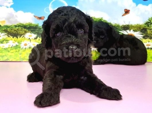 Ruhsatli Üreti̇m Çi̇ftli̇ği̇nden Si̇yah Toy Poodle Yavrular görsel