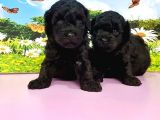 Ruhsatli Üreti̇m Çi̇ftli̇ği̇nden Si̇yah Toy Poodle Yavrular