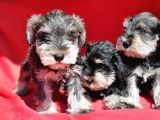 Irk Ve Sağlik Garanti̇si̇yle Mi̇nyatür Schnauzer Yavrular