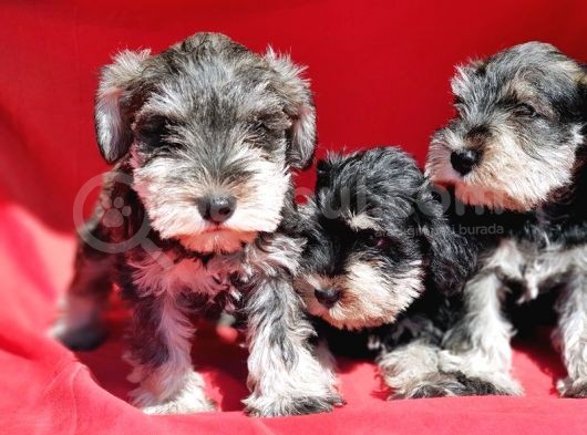 Irk Ve Sağlik Garanti̇si̇yle Mi̇nyatür Schnauzer Yavrular görsel
