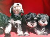 Irk Ve Sağlik Garanti̇si̇yle Mi̇nyatür Schnauzer Yavrular