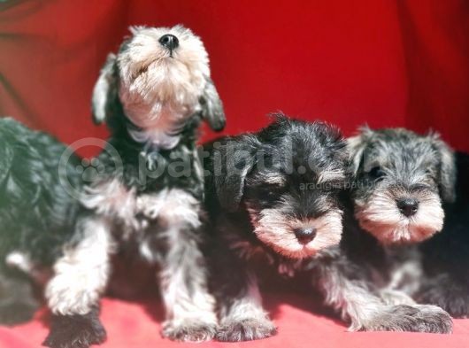 Irk Ve Sağlik Garanti̇si̇yle Mi̇nyatür Schnauzer Yavrular görsel